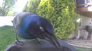 common grackle