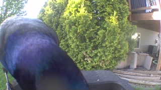 common grackle