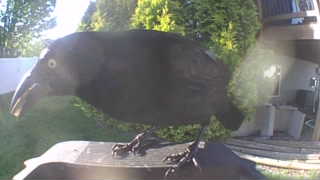 common grackle