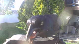 common grackle