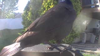 common grackle