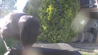 canada goose