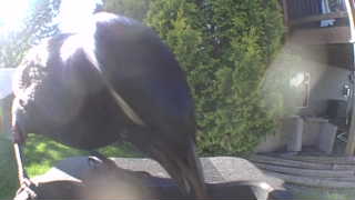 rock pigeon (feral pigeon)