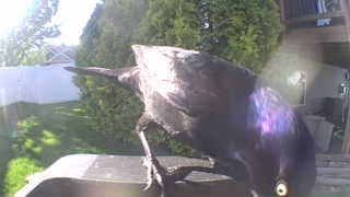 common grackle