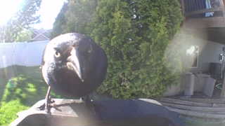 american crow
