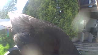 american crow