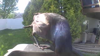 common grackle