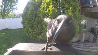 common grackle
