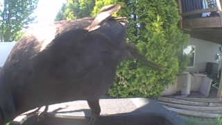 american crow