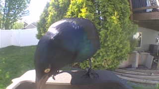common grackle