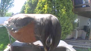 american robin