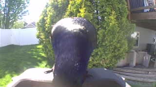 american crow