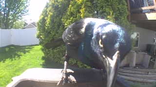common grackle