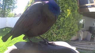 common grackle