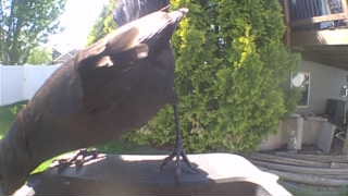 american crow