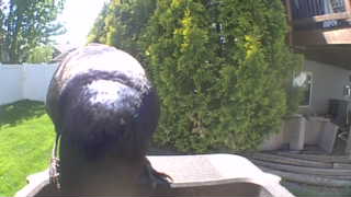 rock dove