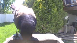 american crow