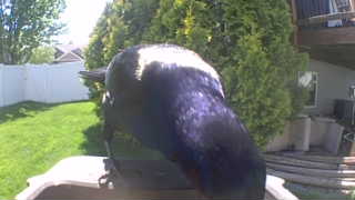 american crow