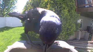 american crow