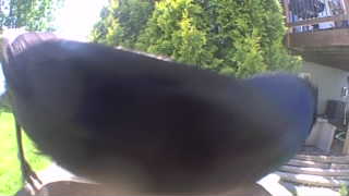 common grackle