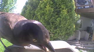 common grackle