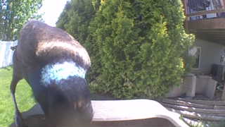 mallard