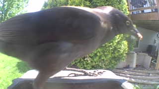 common grackle