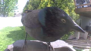 common grackle