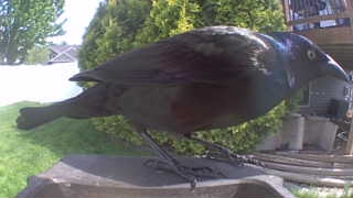 common grackle