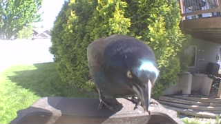 common grackle
