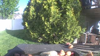 Unidentified clip