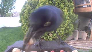 Unidentified clip