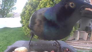 common grackle