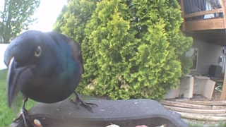 common grackle