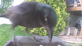 common grackle