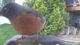 american robin