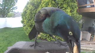 common grackle