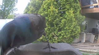 common grackle