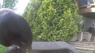 american crow