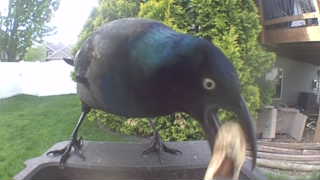 common grackle