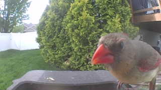 northern cardinal
