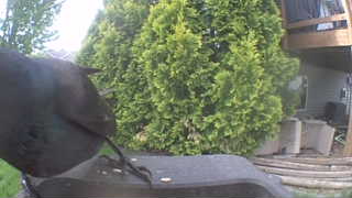 american crow