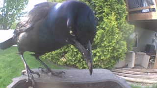 common grackle
