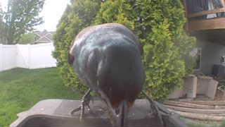 common grackle