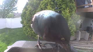 common grackle