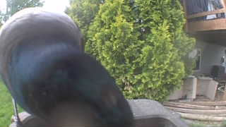 common grackle