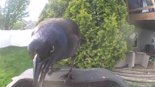 common grackle