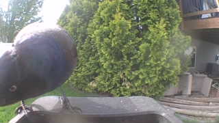 american crow