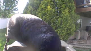 Unidentified clip