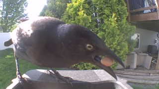 common grackle